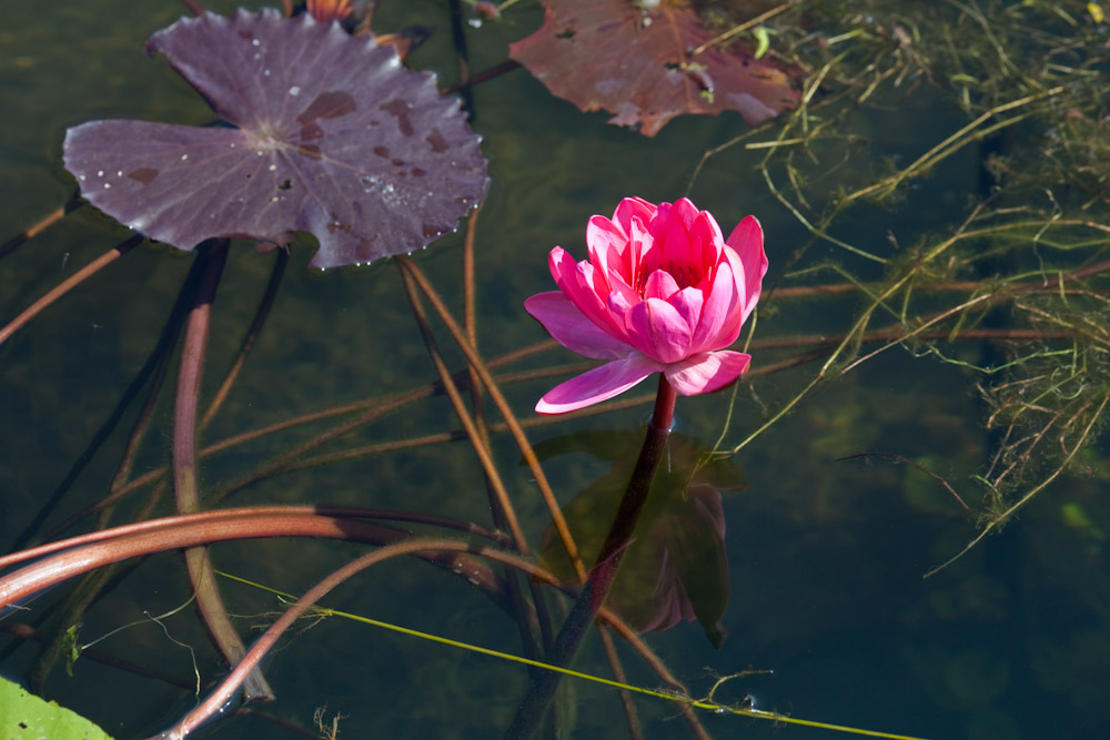 Lotusbloem in Myanmar