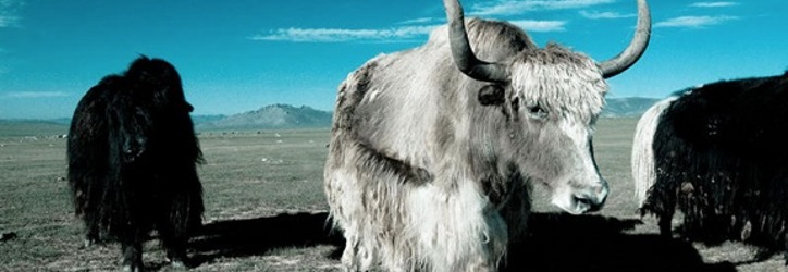 Yaks in het Himalaya gebergte