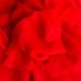 Cashmere sjaal poppy red